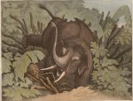 Caza Elefante pitfall
