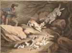 Caza Hunting The Tiger Cat