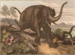 elefante-cazado