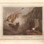 caza-del-leon-rottentot