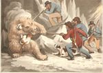 caza-del-oso-polar