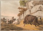 caza-del-bufalo-africano
