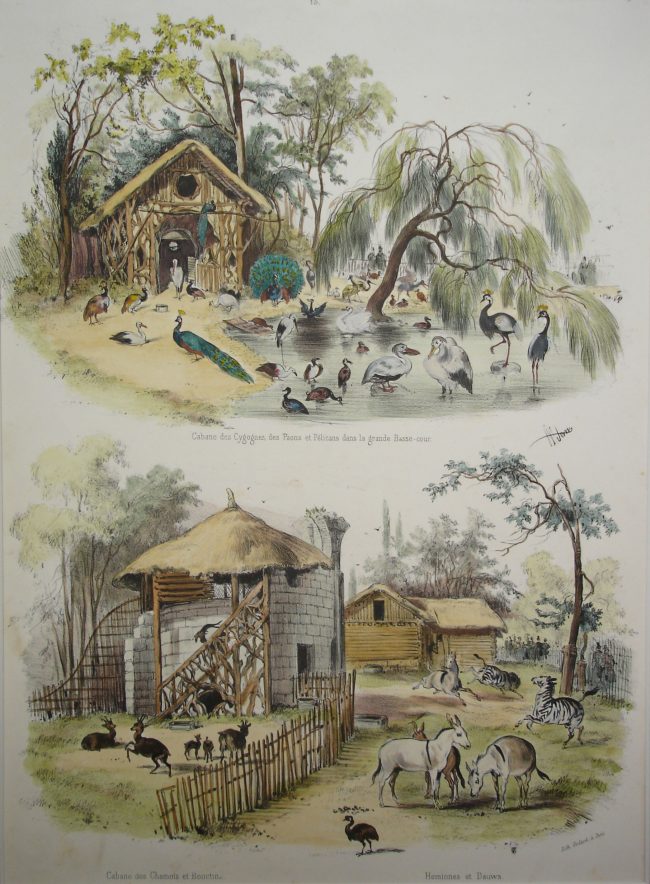 Aves / Birds